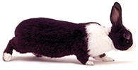 Rabbits
